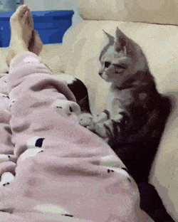 fdbde72b030064380eb4b1a9c4e03c46.gif